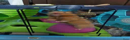 Hamster rodents for sale: BUDDY THE SYRIAN HAMSTER  in Cambridge - Advert 7