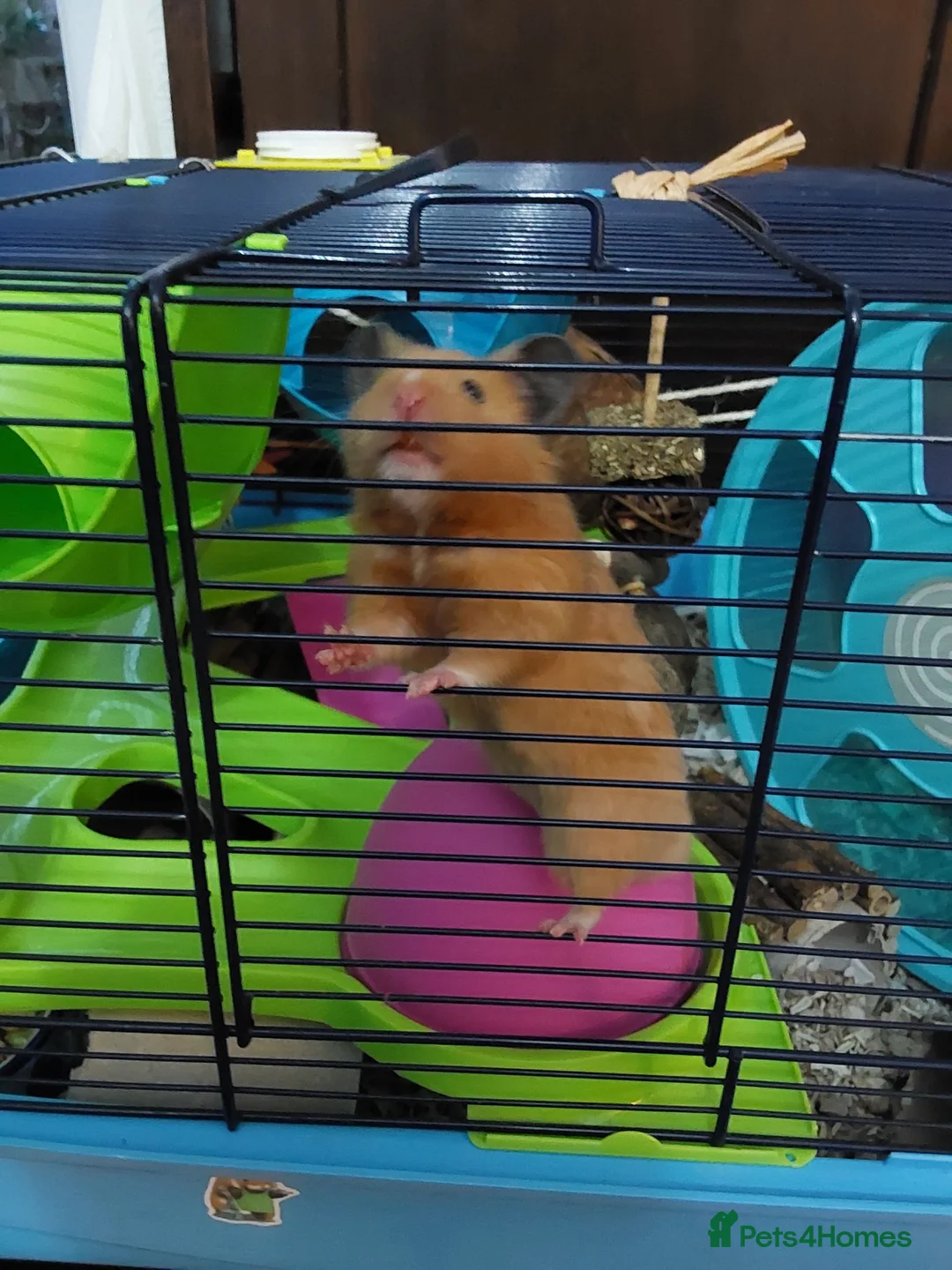 Hamster rodents for sale: BUDDY THE SYRIAN HAMSTER  in Cambridge - Advert 7