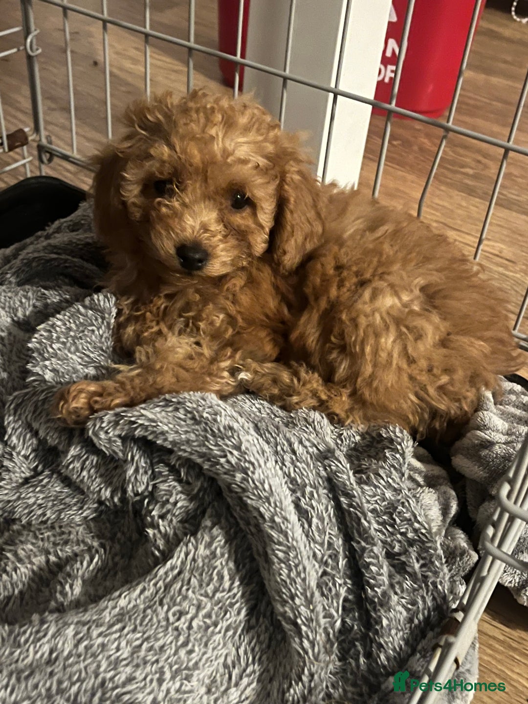 Cavapoo dogs for sale: F1b cavapoo puppies  - Image 2