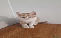 Mixed Breed cats for sale: Mixed Kitten  - Image 3