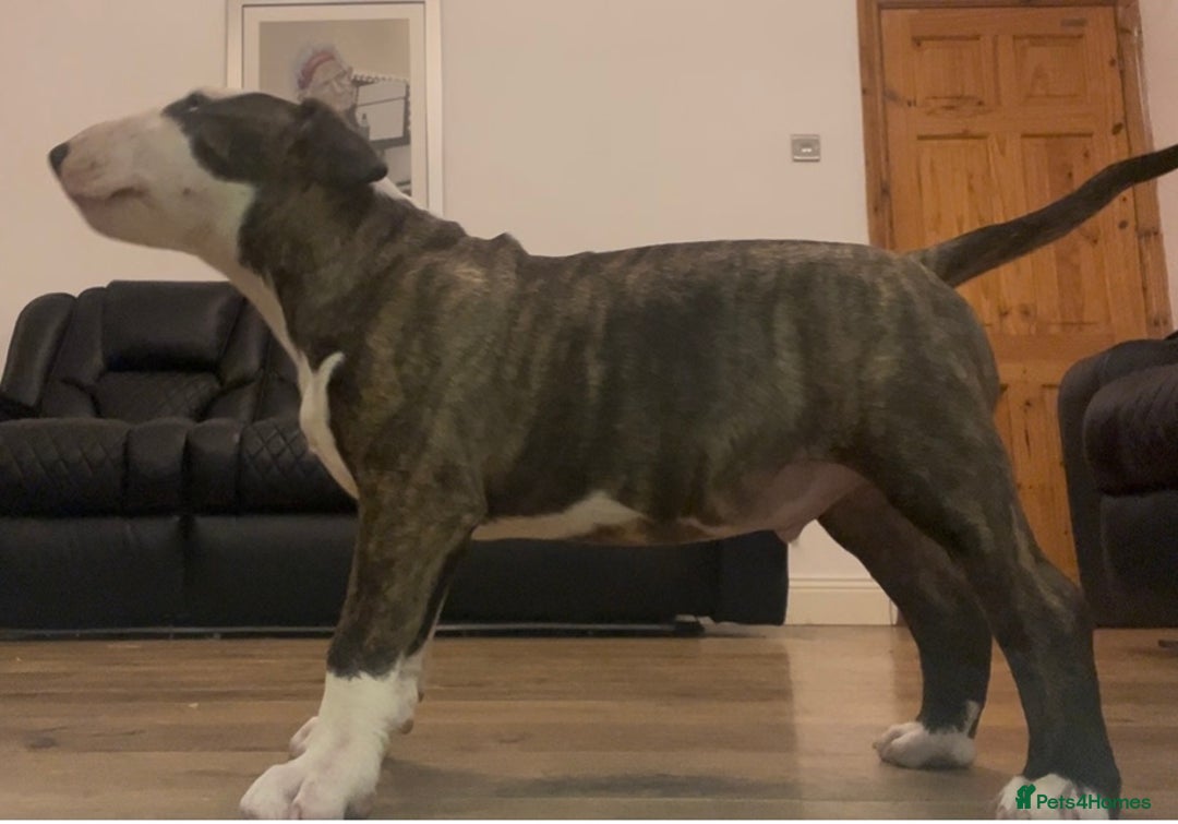 English Bull Terrier dogs for sale: English Bull Terrier pups - Image 6