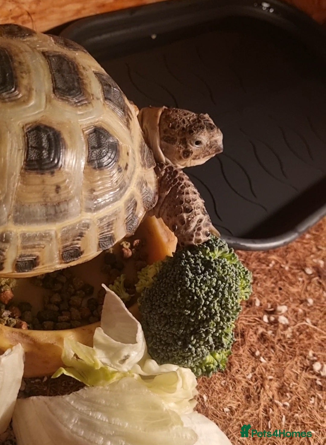 Tortoise reptiles for sale: Peanut The Tortoise  - Advert 1