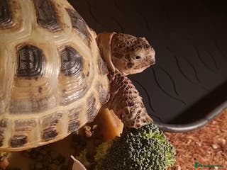 Tortoise reptiles Peanut The Tortoise - Advert 16