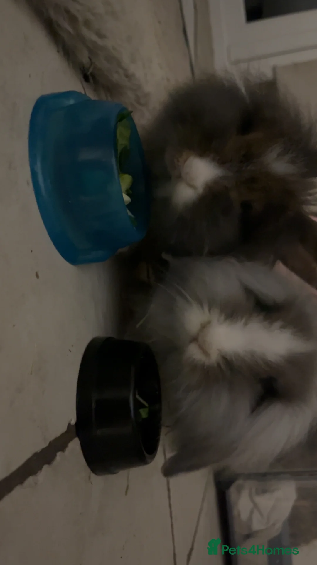 Mixed Breed rabbits for sale: Two rabbits and belongings (16 weeks) in Poole - Advert 2