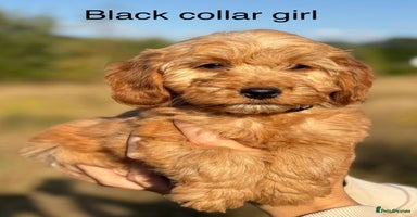 Cockapoo dogs - Advert 14