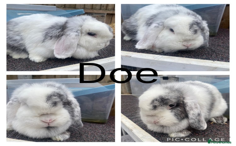 Mini Lop rabbits - Advert 13