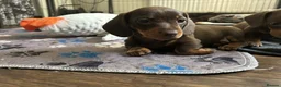 Dachshund dogs for sale: Stunning mini Dacshund puppies - Advert 4