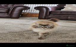 Siberian cats for sale: Gorgeous Kittens For Sale  - Image 7