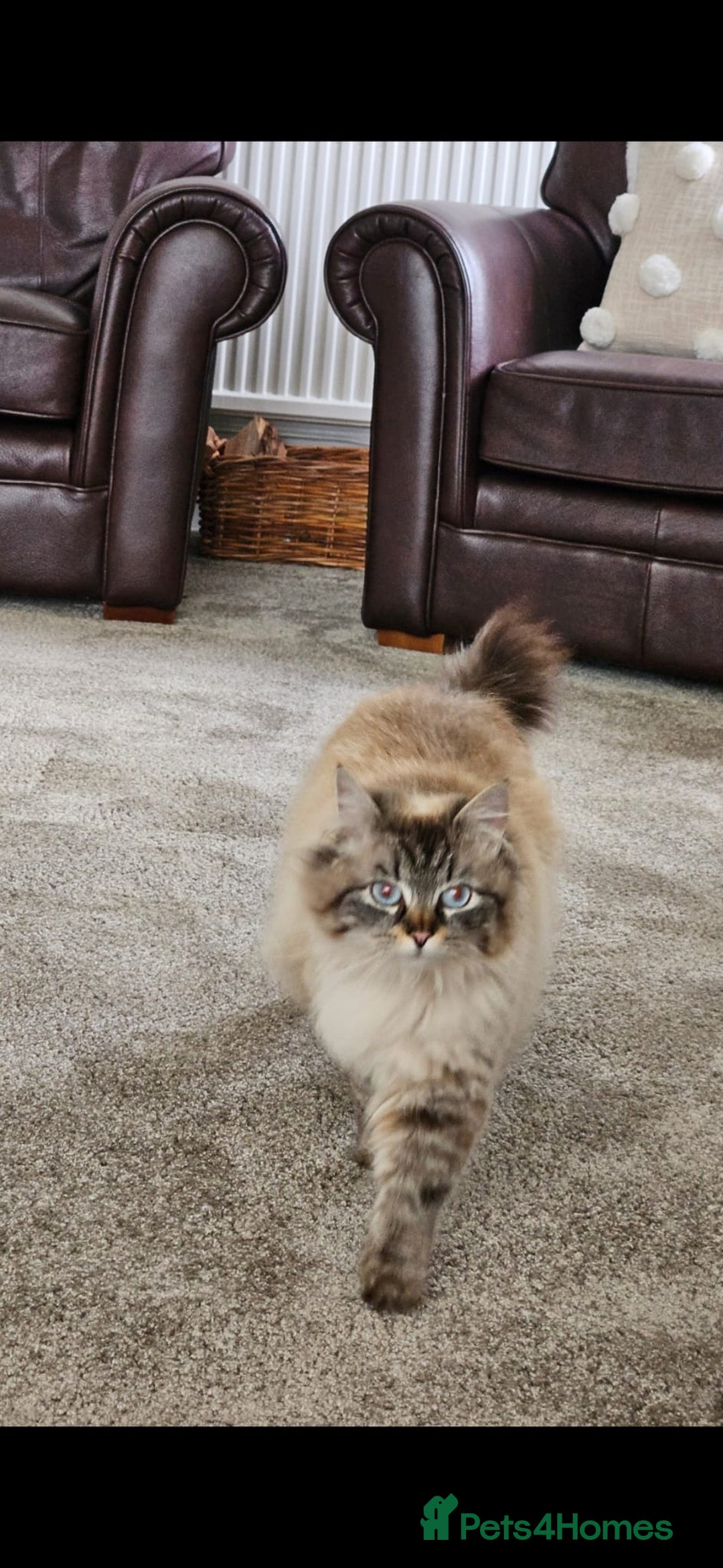 Siberian cats for sale: Gorgeous Kittens For Sale  - Image 7