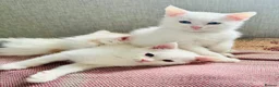 Munchkin cats for sale: Twin brothers  - Advert 4