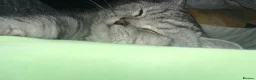 British Shorthair cats for sale: Gorgeous silver tabby British shorthair male  - Advert 3