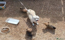Pomchi dogs for sale: Lovely pomchi  - Image 2