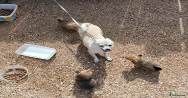 Pomchi dogs - Advert 6