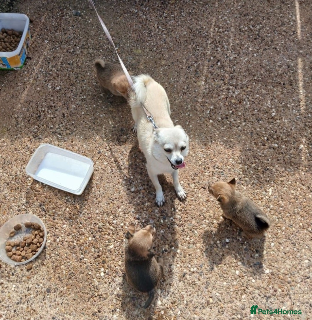 Pomchi dogs for sale: Lovely pomchi  - Image 2