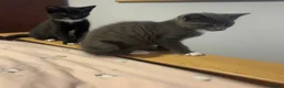 Mixed Breed cats for sale: Gorgeous kittens  - Advert 3