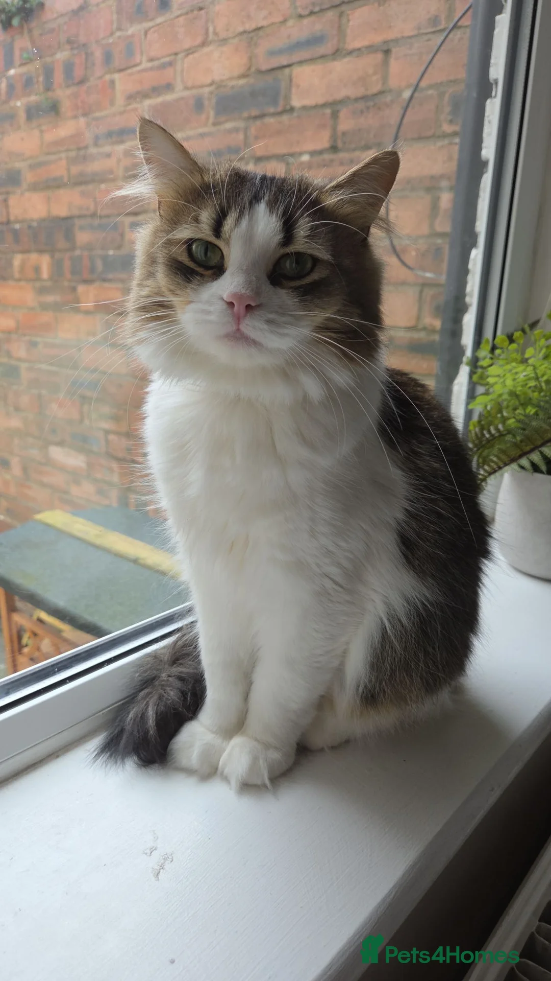 Mixed Breed cats for sale: Rehoming my cat - Advert 1