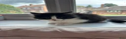 Mixed Breed cats for sale: Male and female tuxedo kittens  in Pontefract - Advert 3