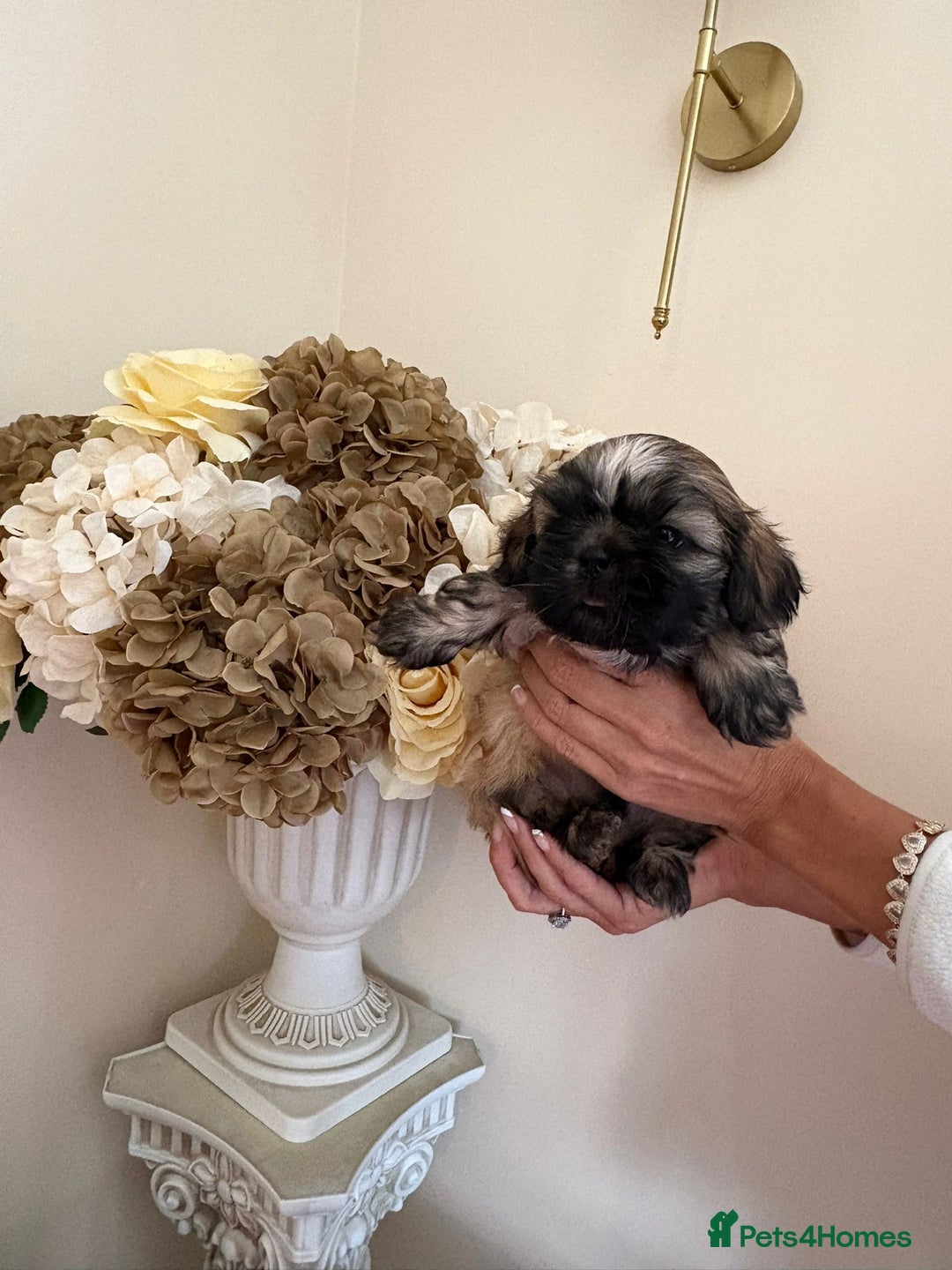 Shih Tzu dogs for sale: Beautiful male shih tzu pups - Advert 7