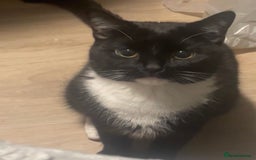 British Shorthair cats for sale: Male Tuxedo Kitten- Sale Lei/london - Image 3