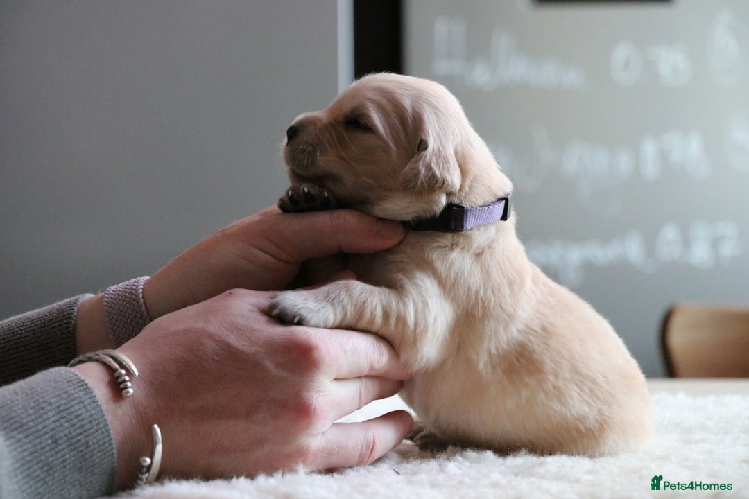Golden Retriever dogs for sale: LITTLE BUNS - Advert 32