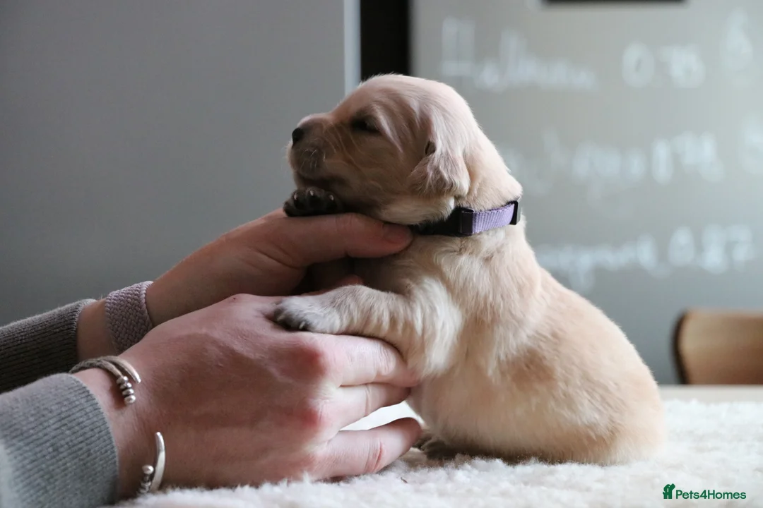 Golden Retriever dogs for sale: LITTLE BUNS - Advert 27