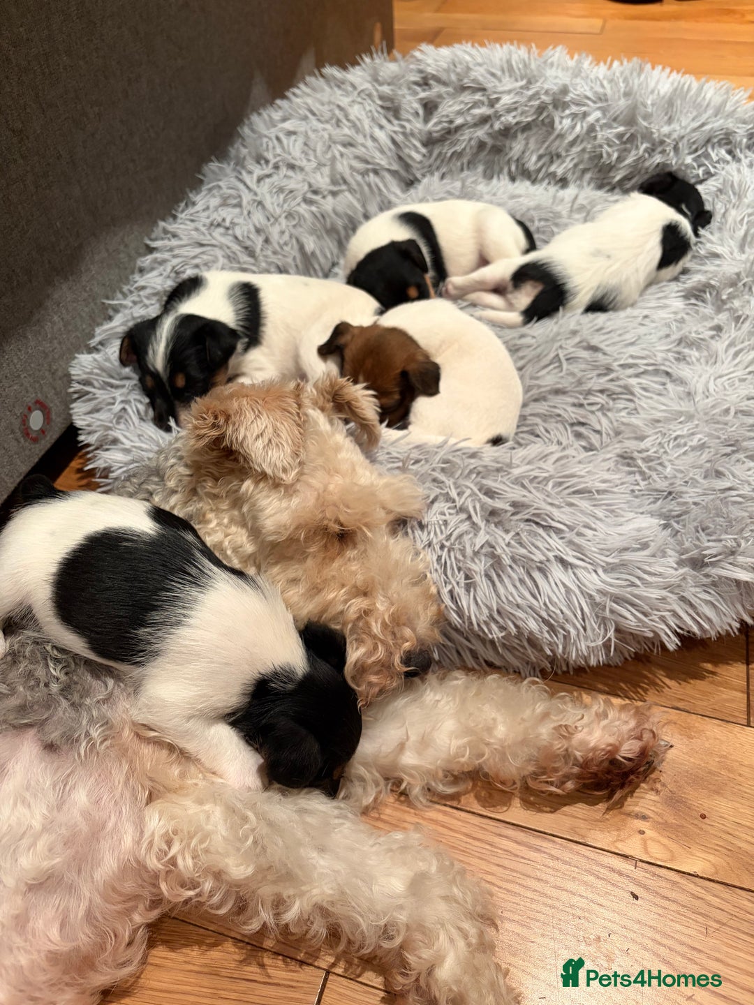 Mixed Breed dogs for sale: Jack Russell x Fox Terrier puppies - Advert 6