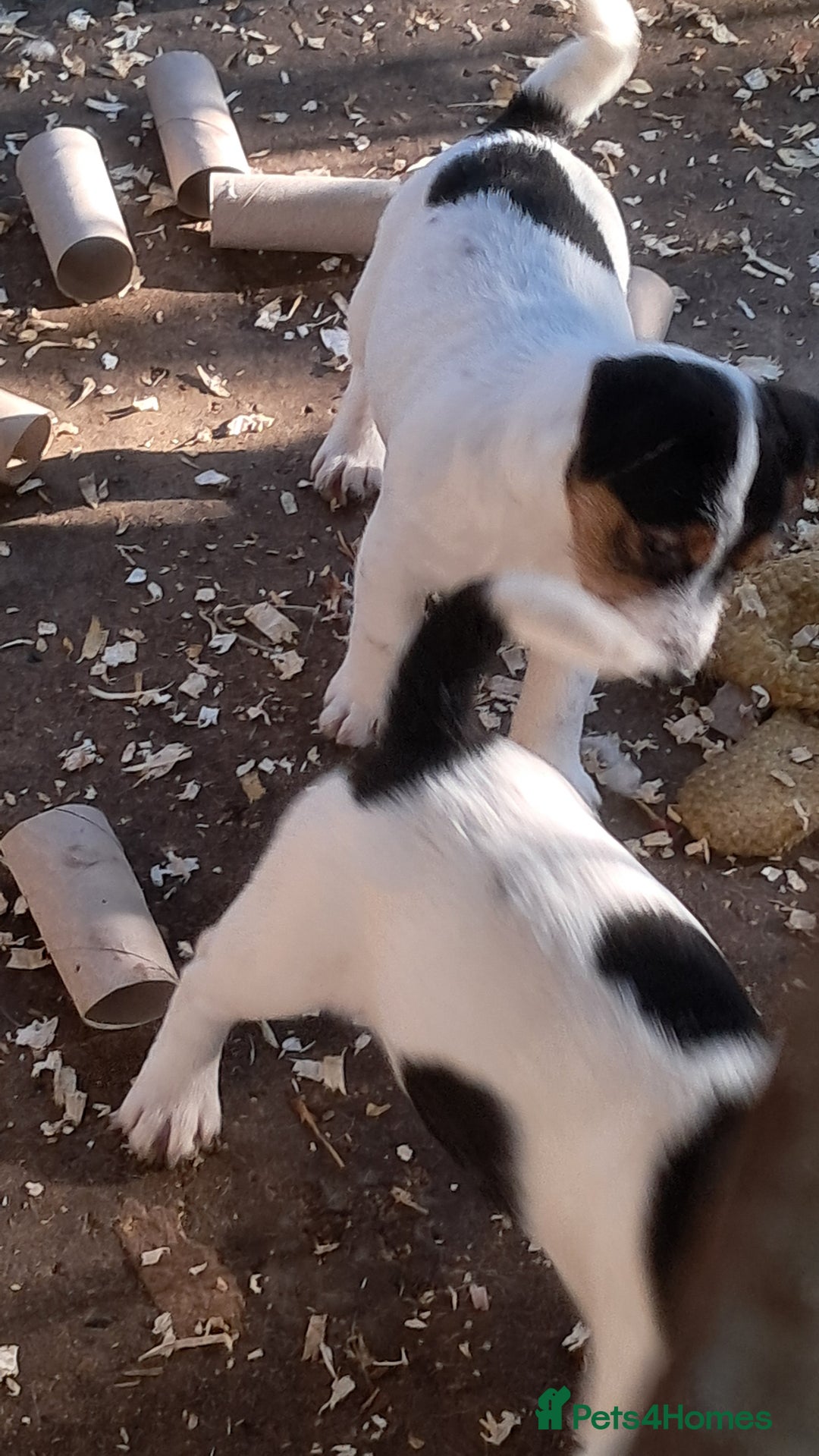 Jack Russell dogs for sale: KC Jack Russell pups, DNA Clear- LOA, SCA, PLL - Advert 13