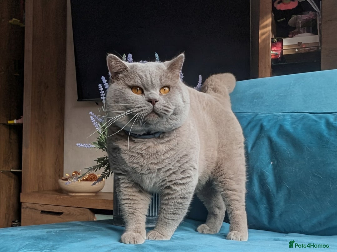 British Shorthair cats for stud: GCCF CHAMPION,TICA registered  in Barnsley - Advert 5