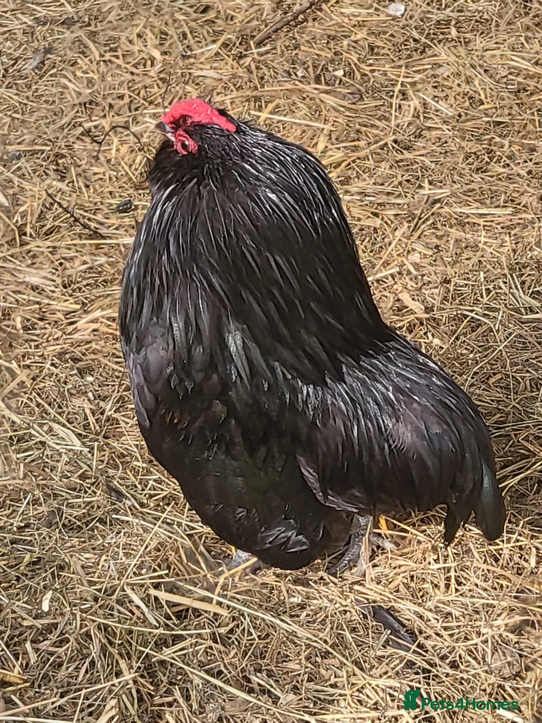 Chickens poultry for sale: Bantam Pair Barbu de grubbe rumpless - Advert 1