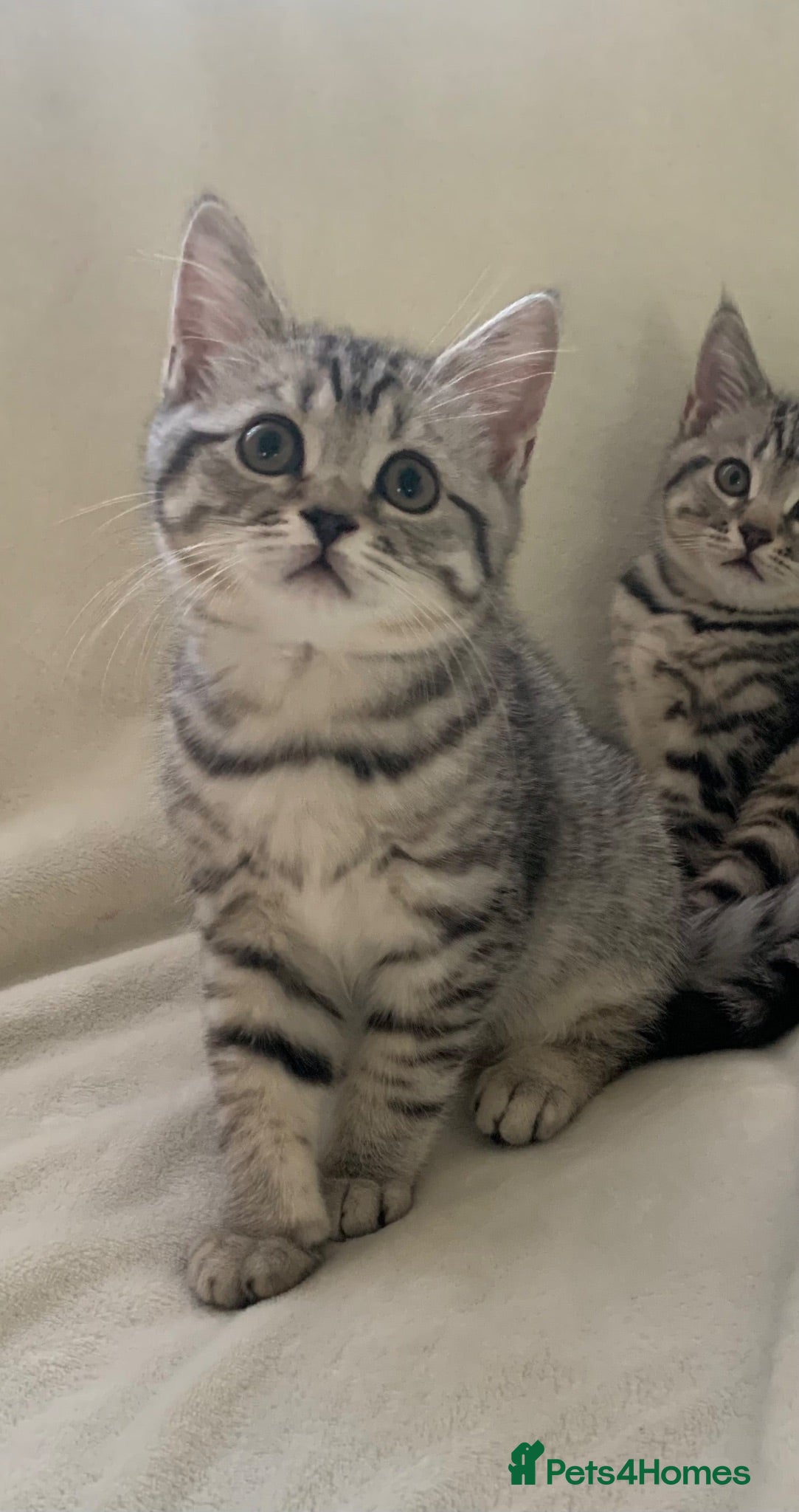British Shorthair cats Beautiful silver spotted  tabbies - Advert 1