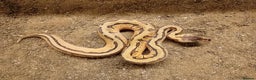Python Snake reptiles for sale: Royal Python Juvenile Available for Sale - Advert 2