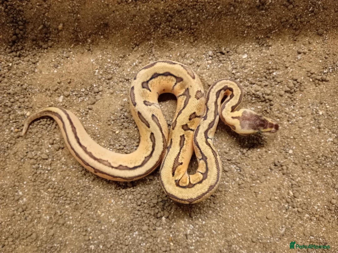 Python Snake reptiles for sale: Royal Python Juvenile Available for Sale - Advert 2