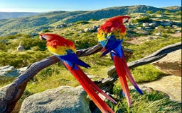 Macaws birds for sale: Scarlet Macaw Parrots Very Tamed For Sale. - Image 5