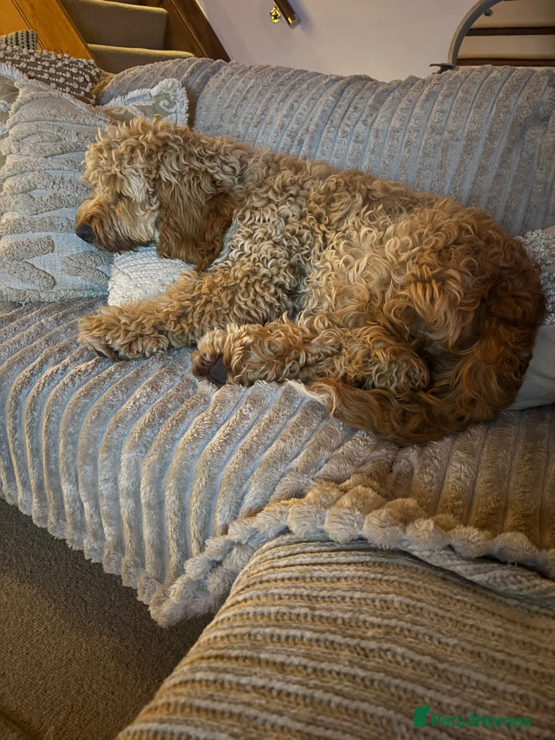 Cockapoo dogs for sale: George, 9 month old Cockapoo - Advert 2