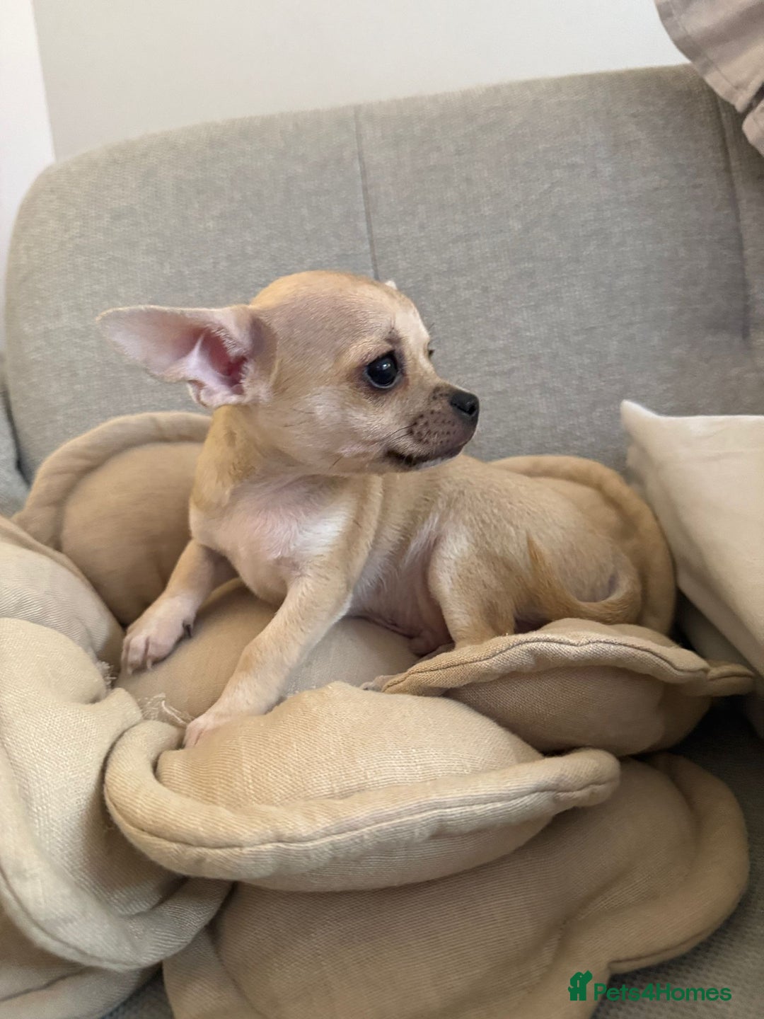 Chihuahua dogs for sale: Chihuahua puppy boy in Poole - Image 3