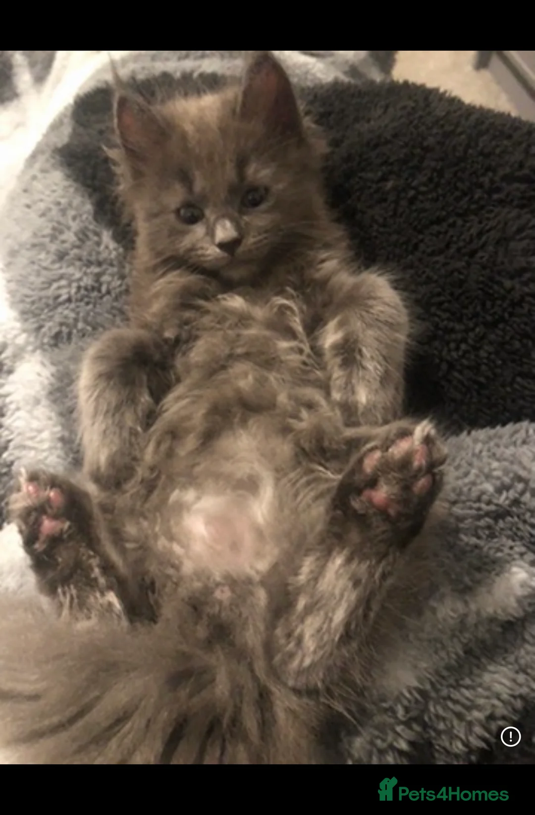 Ragdoll cats for sale: Beautiful Ragcoons Ready Now Reduced - Advert 2