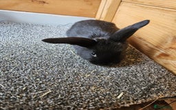 Mini Lop rabbits for sale: 6 baby bunnys  - Image 5