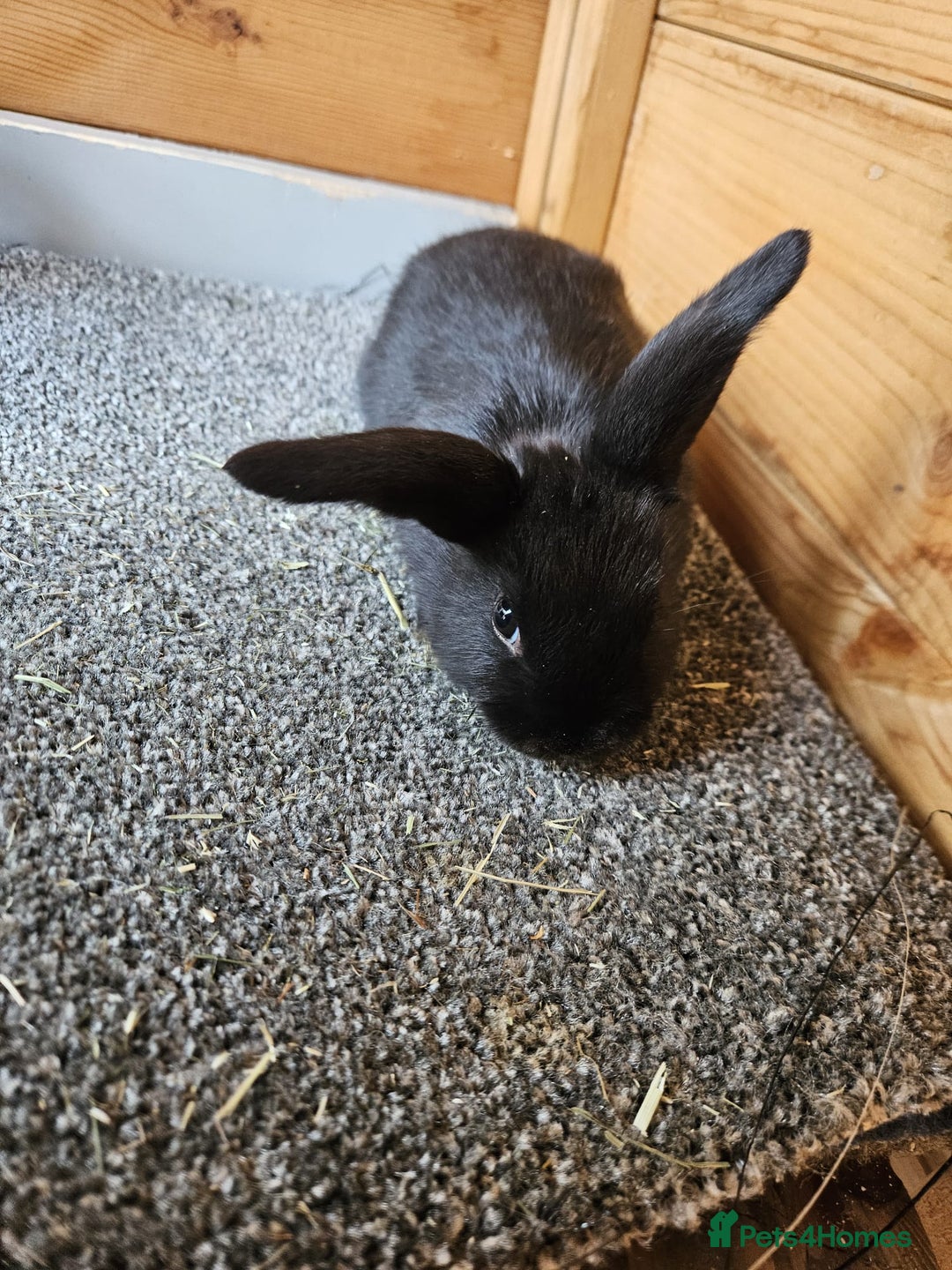 Mini Lop rabbits for sale: 6 baby bunnys  - Image 5