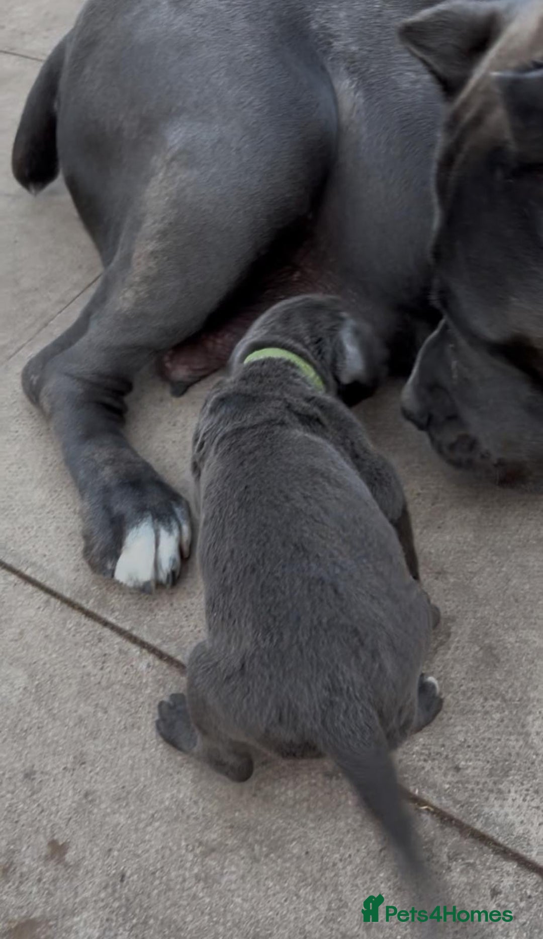 Cane Corso dogs for sale: 7 Cane Corsos Available  - Image 5