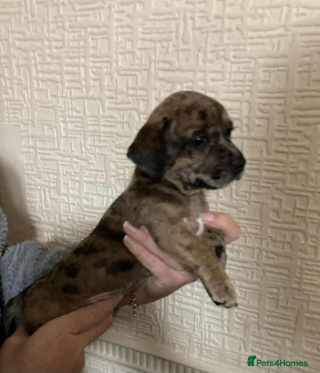 Mixed Breed dogs for sale: Jack Chi puppies - unique merle  - Image 5