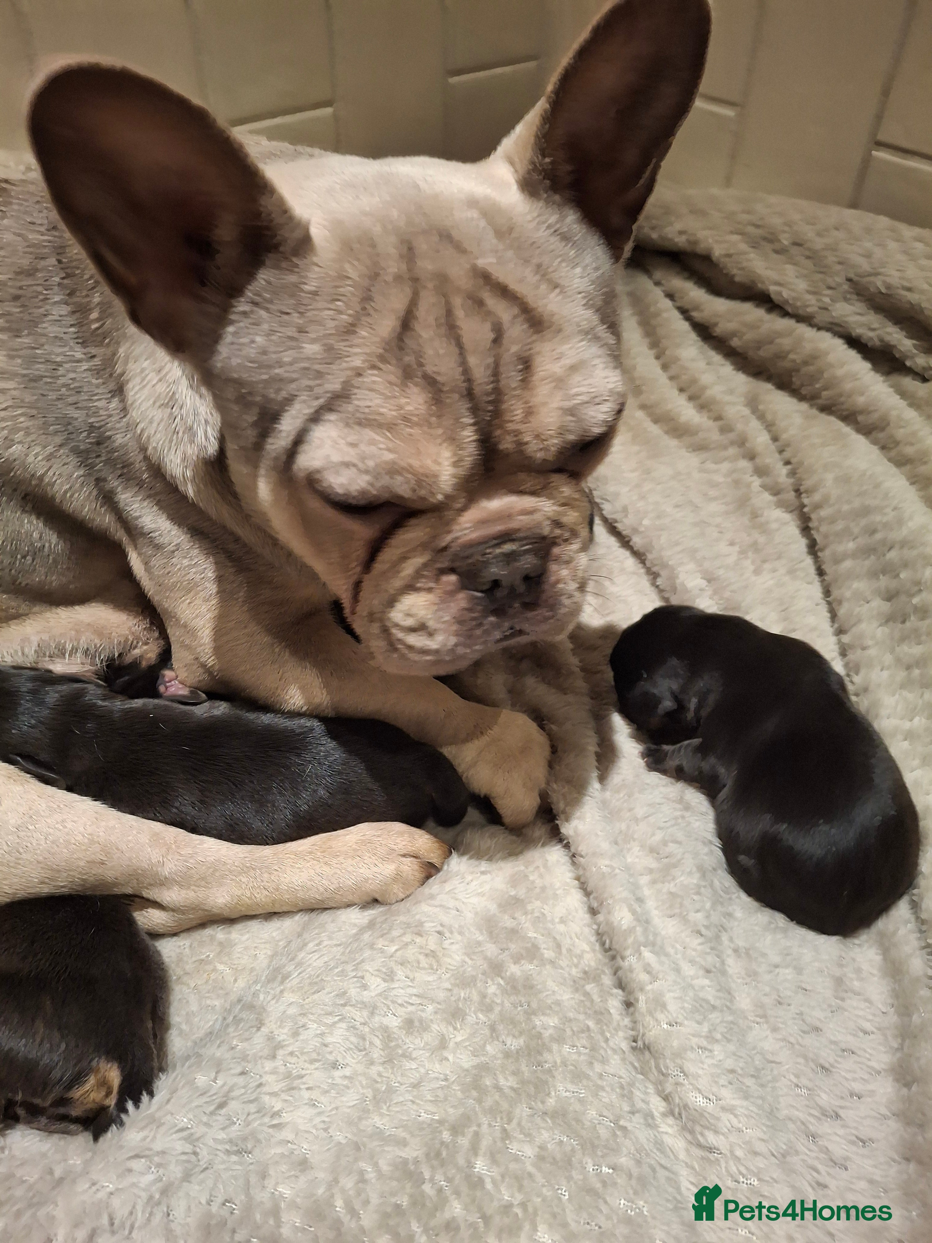 Mixed Breed dogs French bulldog X Beagle. - Advert 3