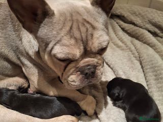 Mixed Breed dogs French bulldog X Beagle. - Advert 2