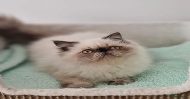 Persian cats - Advert 3