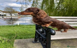 Miniature Dachshund dogs for sale: Miniature dachshund pups - Image 9