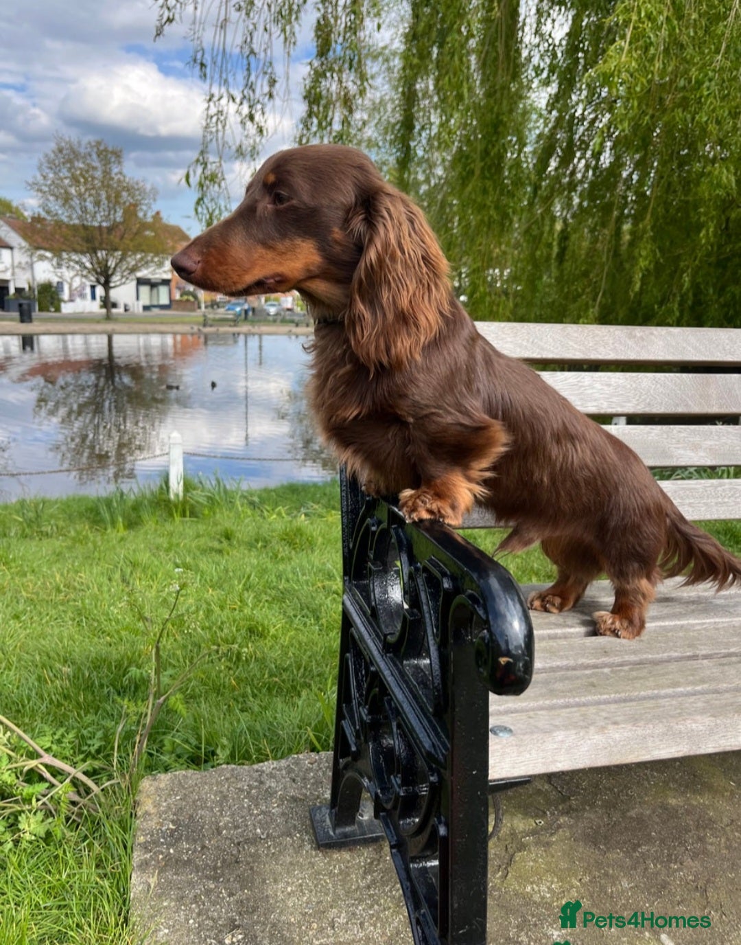 Miniature Dachshund dogs for sale: Miniature dachshund pups - Image 9