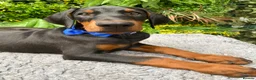 Dobermann dogs for sale: *KC REGISTERED* HEALTH TESTED DOBERMAN PUPPIES - Advert 6