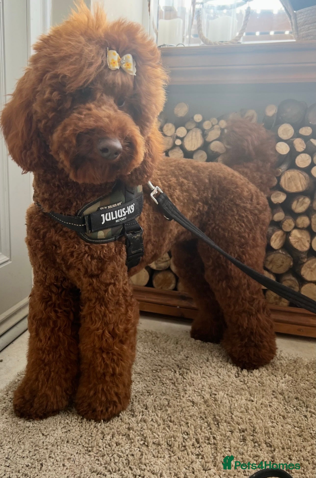 Mini Goldendoodle dogs Mini goldendoodle waiting list ✨licensed breeder  - Advert 7