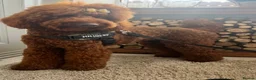Mini Goldendoodle dogs for sale: Mini goldendoodle waiting list ✨licensed breeder  - Advert 1