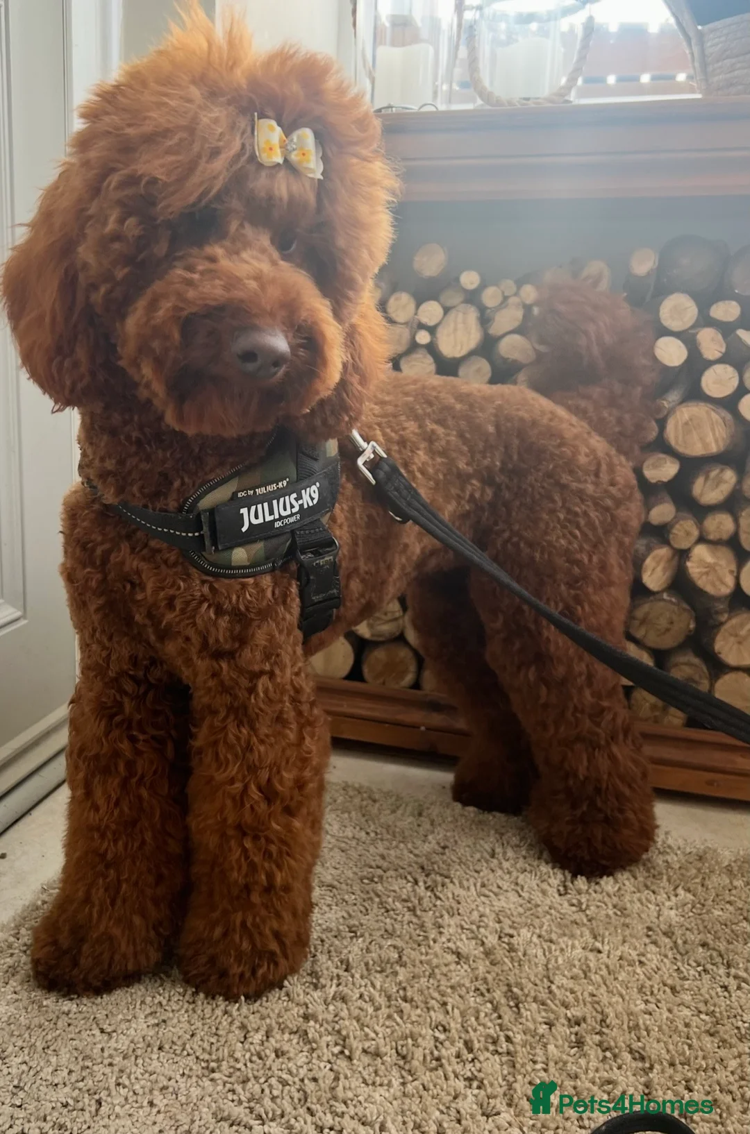 Mini Goldendoodle dogs for sale: Mini goldendoodle waiting list ✨licensed breeder  - Advert 1