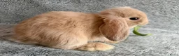 Mini Lop rabbits for sale: Adorable 8-Week-Old Baby Rabbits for Sale 🐰 - Advert 24